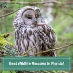 Best-Wildlife-Rescues-in-Florida-template