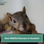 Best-Wildlife-Rescues-in-Houston-template