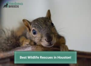 Best-Wildlife-Rescues-in-Houston-template