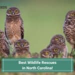 Best-Wildlife-Rescues-in-North-Carolina-template