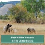 Best-Wildlife-Rescues-in-The-United-States-template