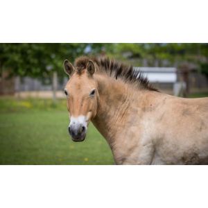 Beyond-the-Fence-Line-Equine-Rescue