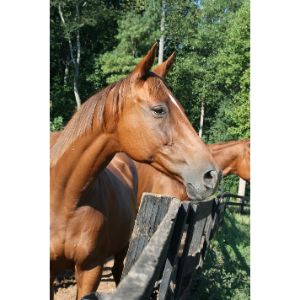Beyond-the-Roses-Equine-Rescue-and-Retirement