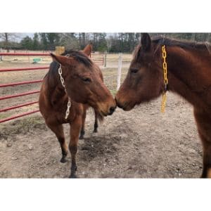 Big-Oaks-Rescue-Farm