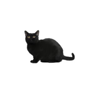 Binxs-Home-for-Black-Cats
