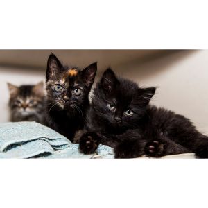 Black-Cat-Holistic-Rescue