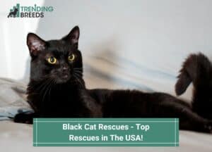 Black-Cat-Rescues-Top-Rescues-in-The-USA-template