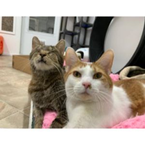 Blind-Cat-Rescue-Sanctuary