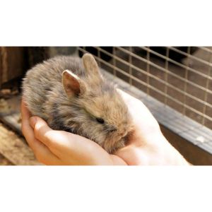 Brambley-Hedge-Rabbit-Rescue