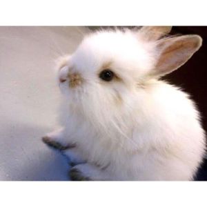 Brambley-Hedge-Rabbit-Rescue