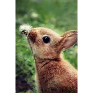 Bunny-Buddies