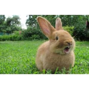Bunny-Hops-Farm