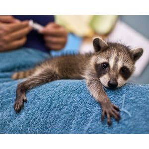 Can-You-Adopt-Rescued-Wildlife-in-Texas