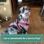 Can-a-Labradoodle-Be-a-Service-Dog-template