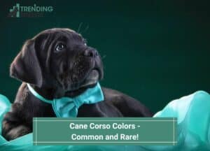 Cane-Corso-Colors-Common-and-Rare-template