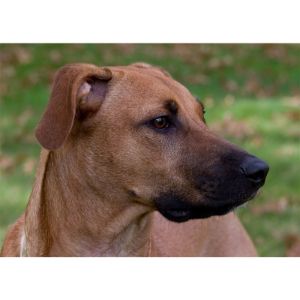 Caring-For-a-Rhodesian-Ridgeback-Black-Mouth-Cur