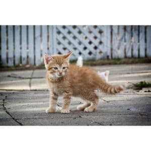 Cat-Care-Society