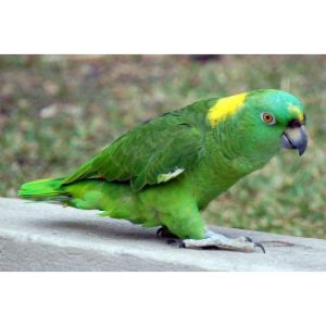 Central-Florida-Parrot-Rescue-and-Parrot-Sanctuary-Inc
