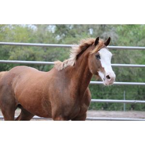 Central-Texas-Equine-Rescue