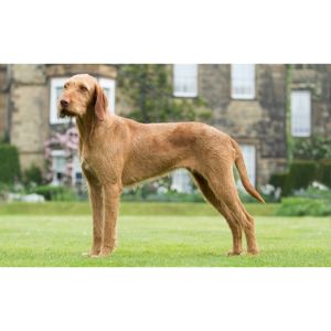 Characteristics-Of-A-Wirehaired-Vizsla