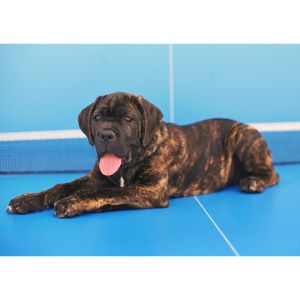 Chestnut-Brindle-Cane-Corso