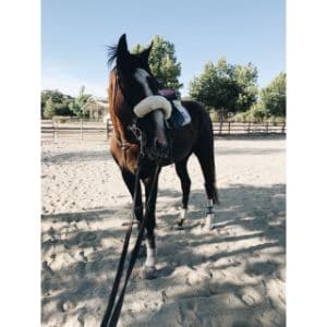 Coachella-Valley-Horse-Rescue