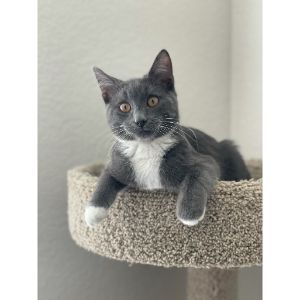 Colorado-Feline-Foster-Rescue