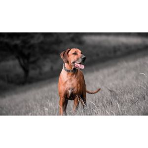 Conclusion-For-Are-Rhodesian-Ridgebacks-Good-For-Hunting