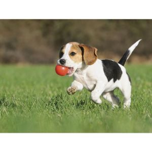 Conclusion-For-Best-Beagle-Rescues-in-Illinois