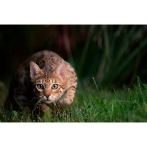 Conclusion-For-Best-Bengal-Cat-Rescues-in-The-USA