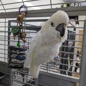 Conclusion-For-Best-Bird-Rescues-in-Houston