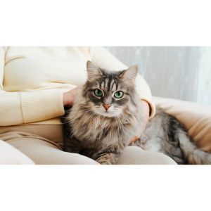 Conclusion-For-Best-Cat-Rescues-in-Fort-Collins
