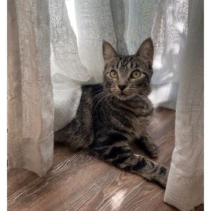 Conclusion-For-Best-Cat-Rescues-in-Tucson