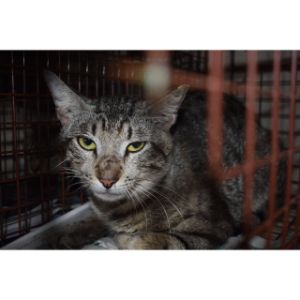 Conclusion-For-Best-Feral-Cat-Rescues-in-The-United-States