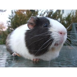 Conclusion-For-Best-Guinea-Pig-Rescues-in-Arizona