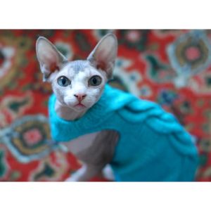 Conclusion-For-Best-Hairless-Cat-Rescues-in-The-USA