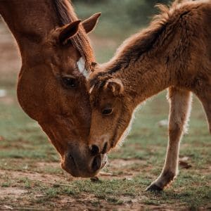 Conclusion-For-Best-Horse-Rescues-in-Arizona