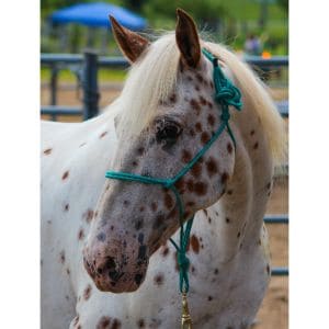 Conclusion-For-Best-Horse-Rescues-in-Connecticut