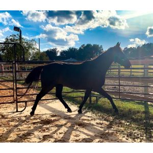 Conclusion-For-Best-Horse-Rescues-in-Florida