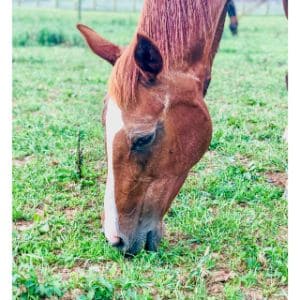 Conclusion-For-Best-Horse-Rescues-in-Maryland