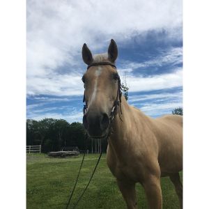 Conclusion-For-Best-Horse-Rescues-in-New-Hampshire