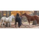 The 10 Best Horse Rescues in Pennsylvania (PA)! (2024)