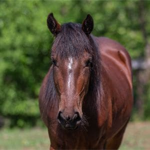 Conclusion-For-Best-Horse-Rescues-in-The-Midwest