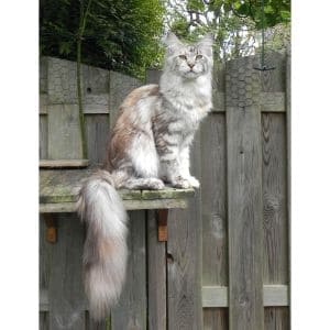 Conclusion-For-Best-Maine-Coon-Cat-Rescues-in-The-USA