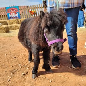 Conclusion-For-Best-Mini-Horse-Rescues-in-The-USA