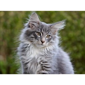 Conclusion-For-Best-Norwegian-Forest-Cat-Rescues-in-The-USA