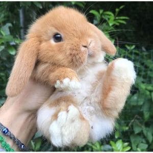 Conclusion-For-Best-Rabbit-Rescues-in-California