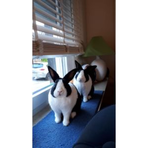 Conclusion-For-Best-Rabbit-Rescues-in-New-York
