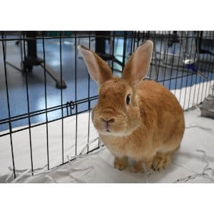 Conclusion-For-Best-Rabbit-Rescues-in-North-Carolina