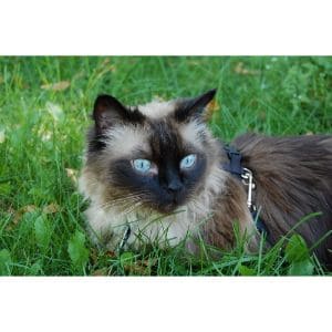 Conclusion-For-Best-Ragdoll-Cat-Rescues-in-The-USA